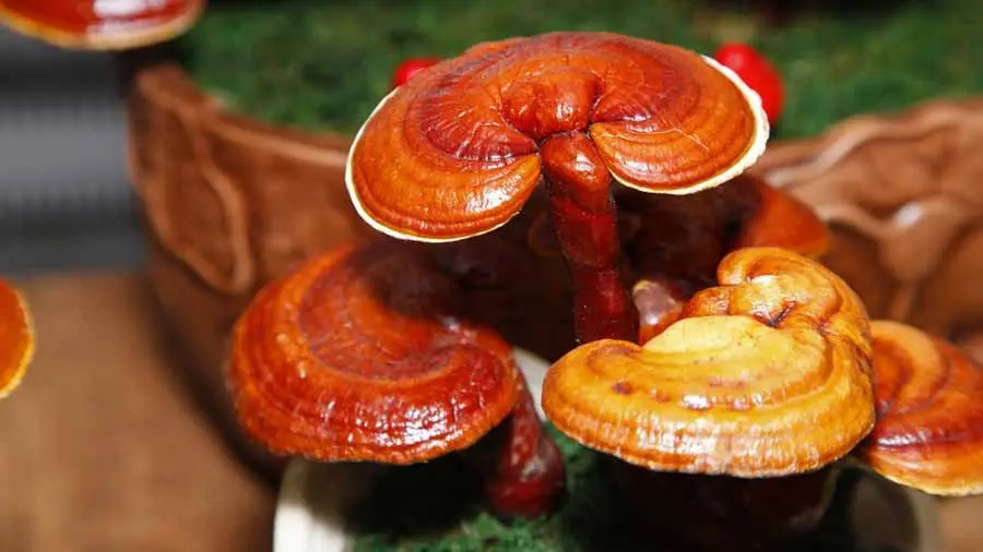 قارچ-گانودرما