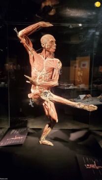 نمایشگاه-اجساد-2