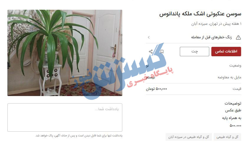 اشک-ملکه