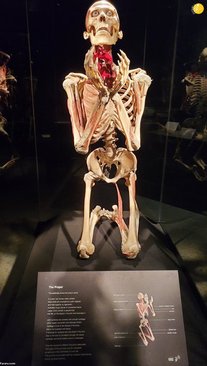 نمایشگاه-اجساد-5