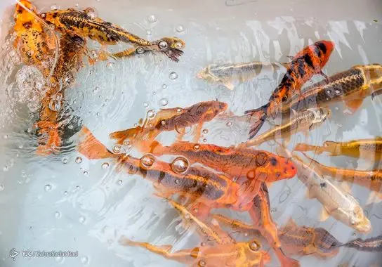 بازار-گل (13)