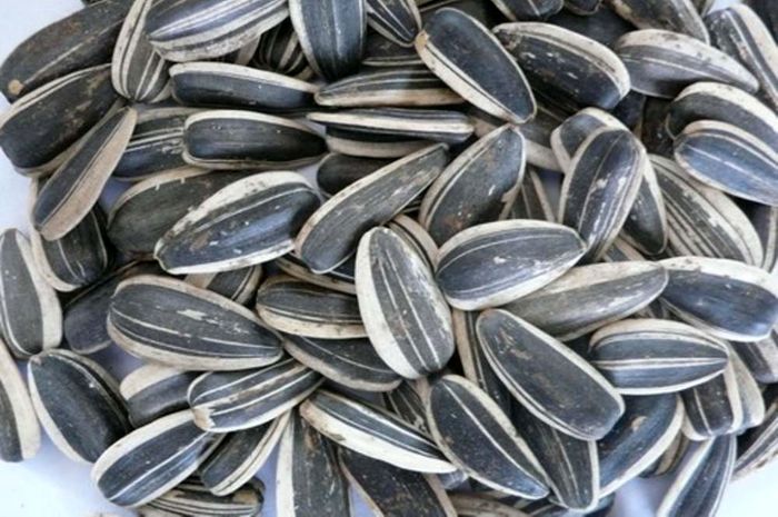 قیمت های عجیب تخمه در بازار + آخرین نرخ ها