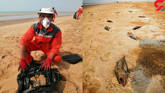 فاجعه در بوشهر/ مرگ هزاران ماهی تن + عکس