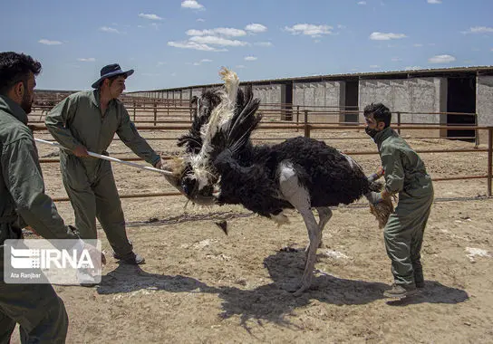 پرورش-شترمرغ (12)